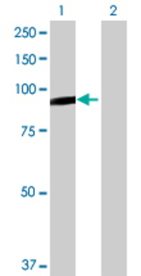 Lane 1: RASGRP4 transfected lysate (74.14 KDa) Lane 2: Non-transfected lysate.