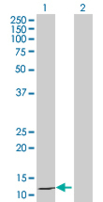 Lane 1: FGF5 transfected lysate (13 KDa) Lane 2: Non-transfected lysate.