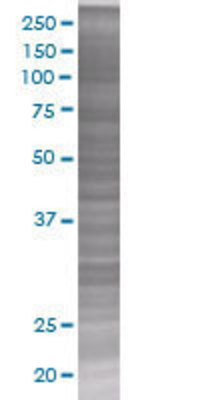 FGF5 transfected lysate.