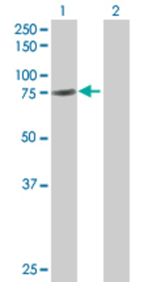 Lane 1: GAS6 transfected lysate (74.9 KDa) Lane 2: Non-transfected lysate.
