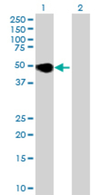 Lane 1: PLA1A transfected lysate (50.27 KDa) Lane 2: Non-transfected lysate.