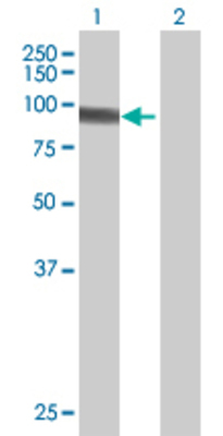 Lane 1: HBS1L transfected lysate (75.35 KDa) Lane 2: Non-transfected lysate.