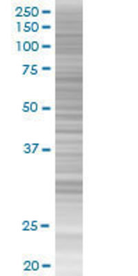 ZNF37A transfected lysate.