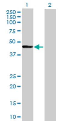 Lane 1: HSFY1 transfected lysate (44.22 KDa) Lane 2: Non-transfected lysate.