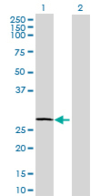 Lane 1: UGCGL2 transfected lysate (30.69 KDa) Lane 2: Non-transfected lysate.