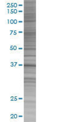 BOLL transfected lysate.