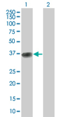 Lane 1: BOLL transfected lysate (32.56 KDa) Lane 2: Non-transfected lysate.
