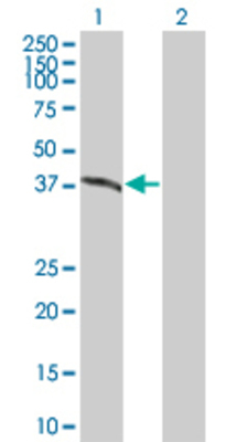 Lane 1: TRIB3 transfected lysate (39.49 KDa) Lane 2: Non-transfected lysate.
