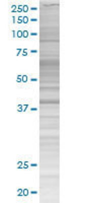 TRIB3 transfected lysate.