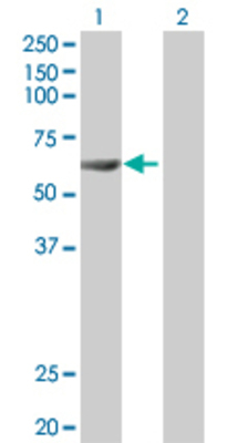 Lane 1: FANCG transfected lysate (68.6 KDa) Lane 2: Non-transfected lysate.