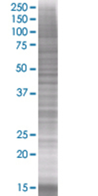 GRIA3 transfected lysate.