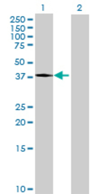 Lane 1: APOA5 transfected lysate (40.37 KDa) Lane 2: Non-transfected lysate.