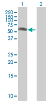 Lane 1: ZNF19 transfected lysate (52.5 KDa) Lane 2: Non-transfected lysate.