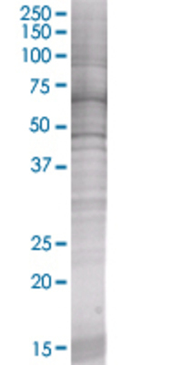 EIF3S5 transfected lysate