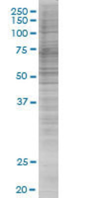UBL4A transfected lysate.