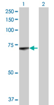 Lane 1: LMNB1 transfected lysate (64.57 KDa) Lane 2: Non-transfected lysate.