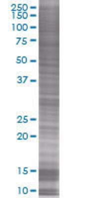 C8orf33 transfected lysate
