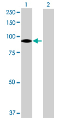 Lane 1: VPS39 transfected lysate (96.36 KDa) Lane 2: Non-transfected lysate.
