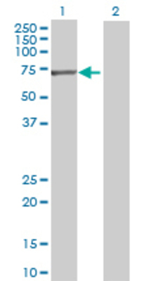 Lane 1: DDX56 transfected lysate (60.28 KDa) Lane 2: Non-transfected lysate.