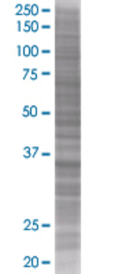PB1 transfected lysate