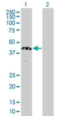 Lane 1: PB1 transfected lysate (33 KDa). Lane 2: Non-transfected lysate.
