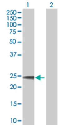 Lane 1: TNFSF8 transfected lysate (26 KDa) Lane 2: Non-transfected lysate.