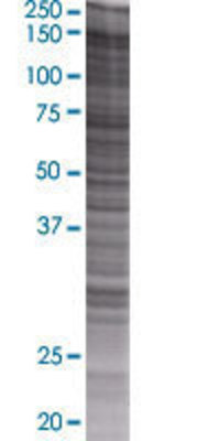 CNTNAP2 transfected lysate.