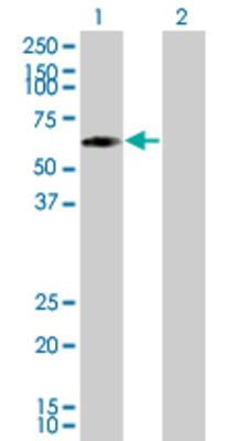 Lane 1: GCK transfected lysate (52.2 KDa). Lane 2: Non-transfected lysate.