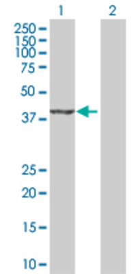 Lane 1: IDH3G transfected lysate (42.8 KDa) Lane 2: Non-transfected lysate.