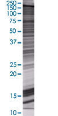 BRPF3 transfected lysate.