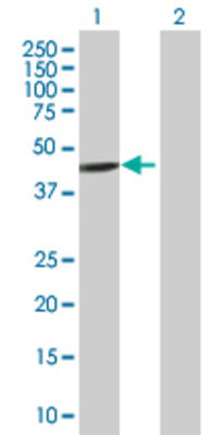 Lane 1: INDO transfected lysate (44.44 KDa) Lane 2: Non-transfected lysate.