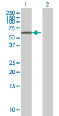 Lane 1: RXRA transfected lysate (50.8 KDa) Lane 2: Non-transfected lysate.