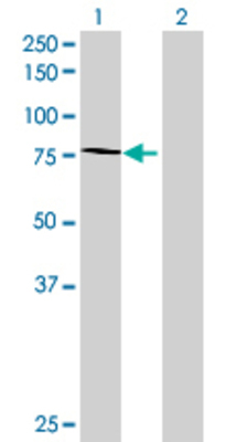 Lane 1: WHSC1 transfected lysate (71.28 KDa) Lane 2: Non-transfected lysate.