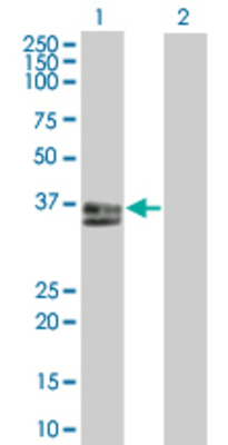 Lane 1: FPRL1 transfected lysate (39 KDa) Lane 2: Non-transfected lysate.