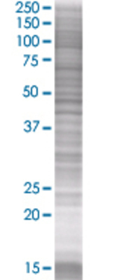 FPRL1 transfected lysate.