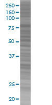 MS4A4A transfected lysate.