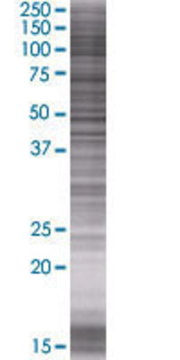 GNA12 transfected lysate.