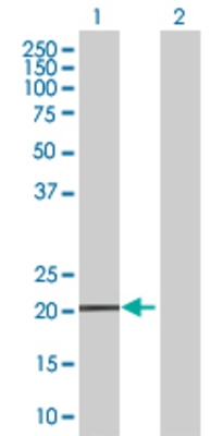 Lane 1: MS4A4A transfected lysate (23.2 KDa) Lane 2: Non-transfected lysate.
