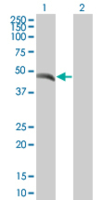 Lane 1: HEAB transfected lysate (46.86 KDa) Lane 2: Non-transfected lysate.