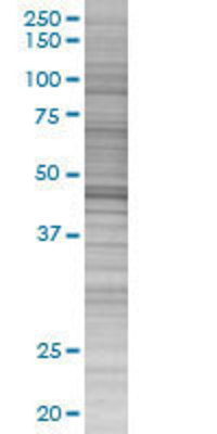 HEAB transfected lysate.