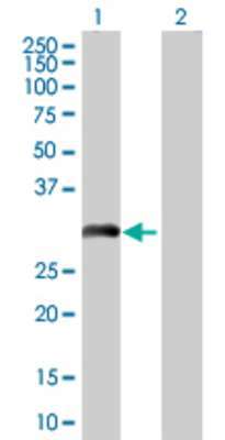 Lane 1: FHL5 transfected lysate (31.35 KDa) Lane 2: Non-transfected lysate.