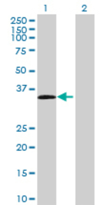 Lane 1: DDAH1 transfected lysate (31.46 KDa) Lane 2: Non-transfected lysate.