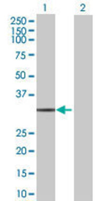 Lane 1: EIF4E2 transfected lysate (27.06 KDa) Lane 2: Non-transfected lysate.