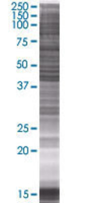 PSCD4 transfected lysate.