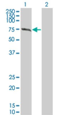 Lane 1: BBS7 transfected lysate (78.76 KDa) Lane 2: Non-transfected lysate.