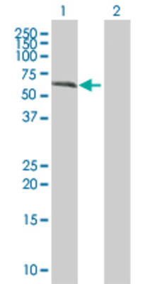 Lane 1: DLGAP4 transfected lysate (49.5 KDa) Lane 2: Non-transfected lysate.