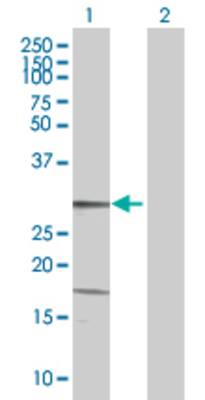 Lane 1: KLK13 transfected lysate (30.6 KDa) Lane 2: Non-transfected lysate.