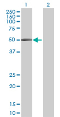 Lane 1: GAL3ST4 transfected lysate (53.57 KDa) Lane 2: Non-transfected lysate.