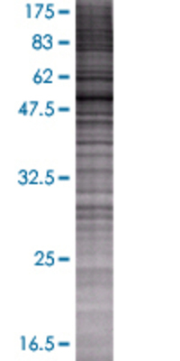 CPNE4 transfected lysate.