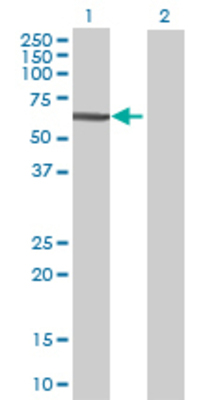 Lane 1: CPNE4 transfected lysate (61.38 KDa) Lane 2: Non-transfected lysate.